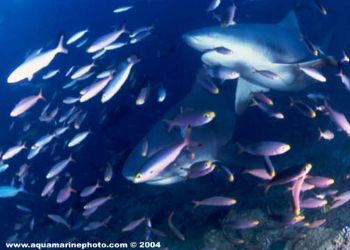 This shot was taken in Fiji, using a 16mm fish eye in aqu... by Francois Laporte 